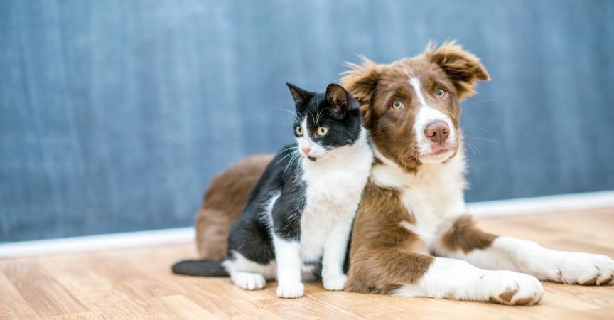 What Happens to My Pets in a Divorce?